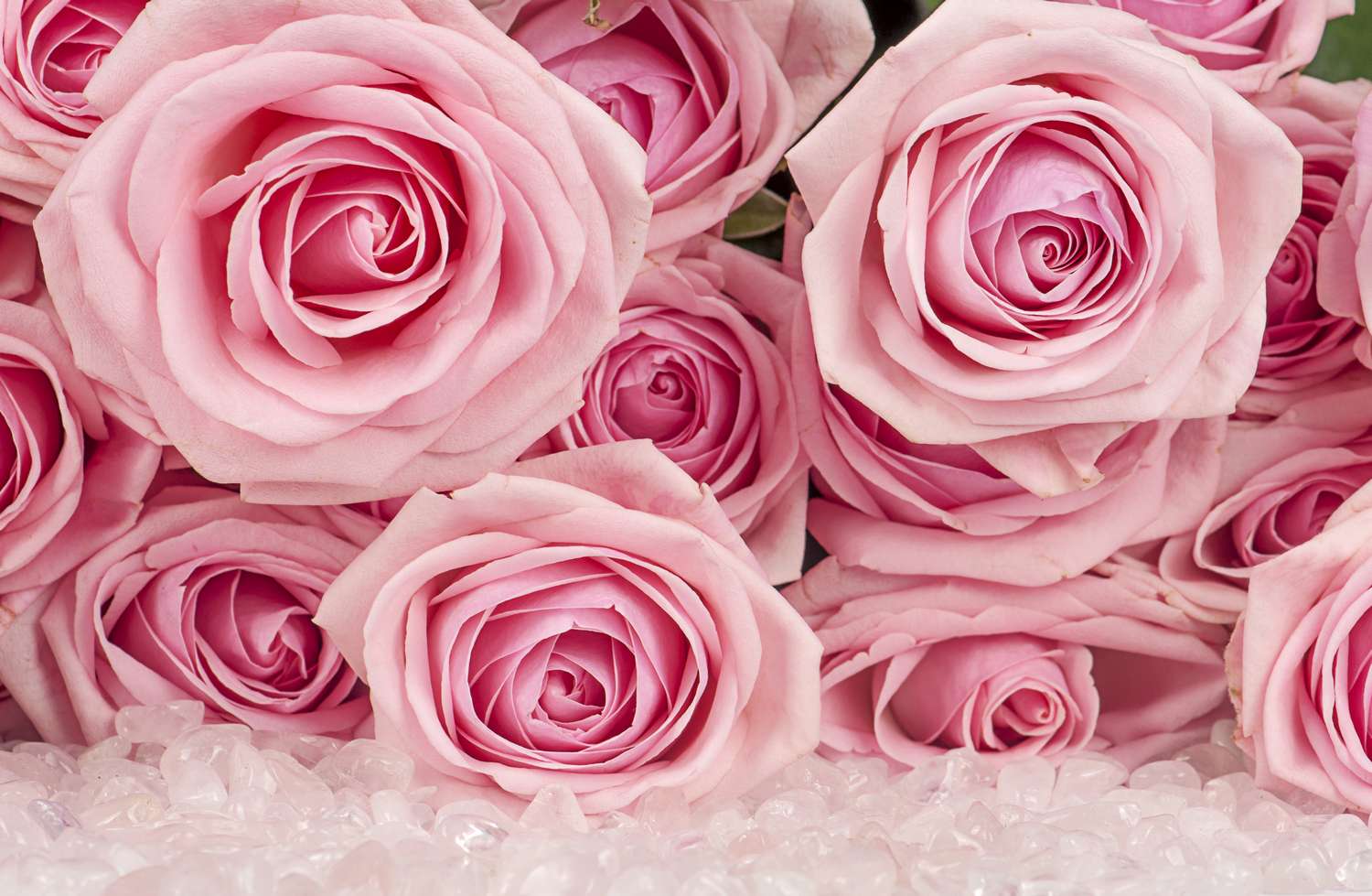 Фотообои на флизелиновой основе с изображением розовых роз